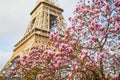 Pink magnolia in full bloom and Eiffel tower over the blue sky Royalty Free Stock Photo