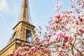 Pink magnolia in full bloom and Eiffel tower over the blue sky Royalty Free Stock Photo