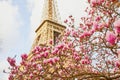 Pink magnolia in full bloom and Eiffel tower over the blue sky Royalty Free Stock Photo