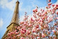 Pink magnolia in full bloom and Eiffel tower over the blue sky Royalty Free Stock Photo