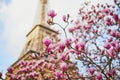 Pink magnolia in full bloom and Eiffel tower over the blue sky Royalty Free Stock Photo