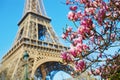 Pink magnolia in full bloom and Eiffel tower over the blue sky Royalty Free Stock Photo