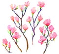Pink magnolia branches set isolated