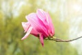 Pink magnolia (Magnoliaceae), blossoms in spring