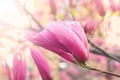 Pink magnolia (Magnoliaceae) blossoms in spring