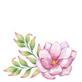 Pink magnolia, peony. Branch with flower, buds, green leaves. Blooming floral clipart. Hand drawn watercolor