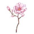 Pink magnolia, peony. Branch flower, buds, leaves. Blooming floral clipart. Hand drawn watercolor illustration isolated Royalty Free Stock Photo