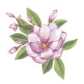 Pink magnolia, peony. Branch with flower, buds, leaves. Blooming floral clipart. Hand drawn watercolor illustration Royalty Free Stock Photo