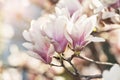 Pink magnolia and sunshine Royalty Free Stock Photo