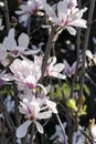 Pink magnolia tree with blooming flowers during springtime background