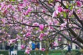 Pink magnolia tree flowers on a spring rainy day in Paris, France Royalty Free Stock Photo