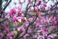 Pink magnolia tree flowers on a spring rainy day in Paris, France Royalty Free Stock Photo