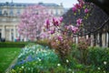 Pink magnolia tree flowers on a spring rainy day in Paris, France Royalty Free Stock Photo