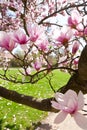 Pink magnolia tree in the spring garden Royalty Free Stock Photo