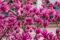 Pink Magnolie tree Royalty Free Stock Photo