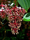 Pink maiden hanging flowers Medinilla Speciosa tree ,Blume Pink Medinilla myriantha magnifica flowers plant ,Parijoto ,Showy Asian