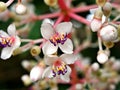 Pink maiden hanging flowers Medinilla Speciosa tree ,Blume Pink Medinilla myriantha magnifica flowers plant ,Parijoto ,Showy Asian