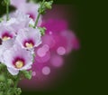 Pink mallow blossoms