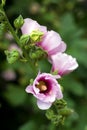 Pink mallow blossoms