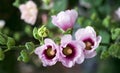 Pink mallow blossoms