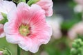 Pink mallow in Blurred Background, Hollyhock, Alcea rosea Royalty Free Stock Photo