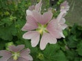 Pink mallow close-up. Garden flowers.
