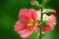 Pink mallow with drops Royalty Free Stock Photo