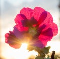 Pink mallow flower close-up on the background of the sky in the rays of the setting sun