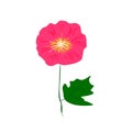 Pink mallow flower isolated on white background, flat vector design eps 10 Royalty Free Stock Photo