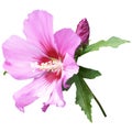 Pink mallow flower