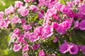 Pink mallow on a flowerbed a colorful summer background