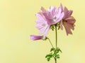 Pink Mallow Flowers Against A Yellow Background