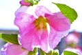 Pink mallow flowers on a green Bush in summer Royalty Free Stock Photo