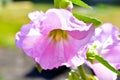 Pink mallow flowers on a green Bush in summer Royalty Free Stock Photo