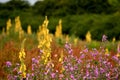 pink mallow in front of yellow mullein meadow Royalty Free Stock Photo