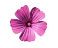 Pink Mallow or Pink Malva. Malvaceae Family. Royalty Free Stock Photo