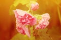 Pink mallow plants