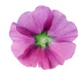 Pink mallow single flowe isolated macro Royalty Free Stock Photo