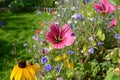 Pink malope and yellow rudbeckia flowers among wildflowers