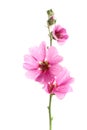 Pink malva flowers Royalty Free Stock Photo