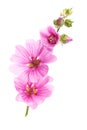 Pink malva flowers