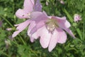 Pink Malva flowers in the meadow, closeup