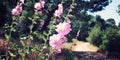 Pink Malva flowers near a walkway. Aged photo. Royalty Free Stock Photo