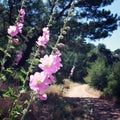 Pink Malva flowers in the wild. Toned photo. Royalty Free Stock Photo