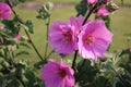 Pink Malve Staudenmalve flower also known as Lavatera thuringiaca