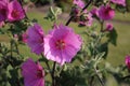 Pink Malve Staudenmalve flower also known as Lavatera thuringiaca