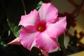 Pink mandevilla