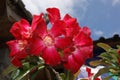 Pink Mandevilla, Dipadenia