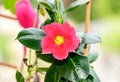 Pink Mandevilla or Dipladenia flower, green bush leafs rocktrumpet, close up