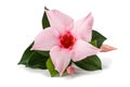 Pink mandevilla flower